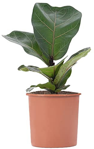 Fiddle-Leaf Fig - Ficus lyrata | Vibrant Indoor Air Purifier | Tall Potted House Plant | 30-40cm (Incl. Pot)