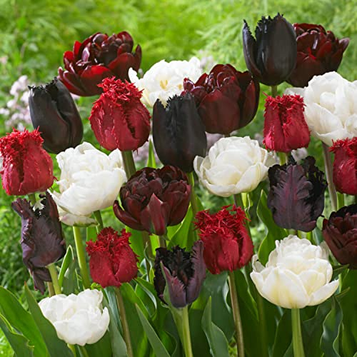 Bulbes de tulipes Bourgogne White Mix (20 bulbes) Tulipes noires exclusives de Hollande, résistantes à l'hiver et vivaces pour jardin, pots, balcon d'Amsterdam (sans graines, non artificielles)