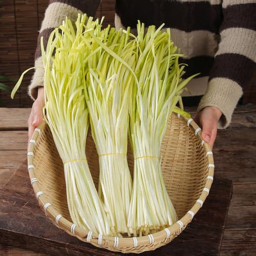 cebollino orgánico semillas de orgánicas, resistentes al invierno semillas de cebollino invierno, balcón exóticas 420semillas