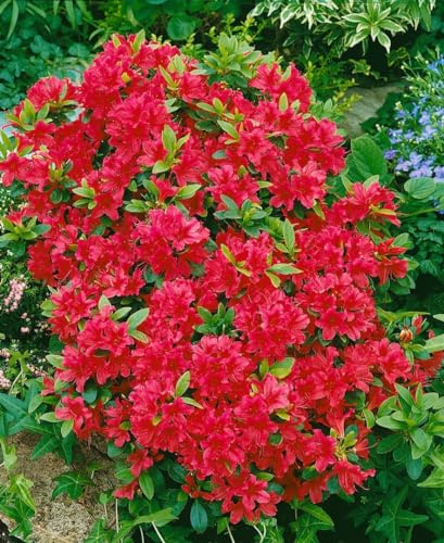 Japanische Azalee Rhododendron obtusum Geisha Red 20-25 cm winterhart