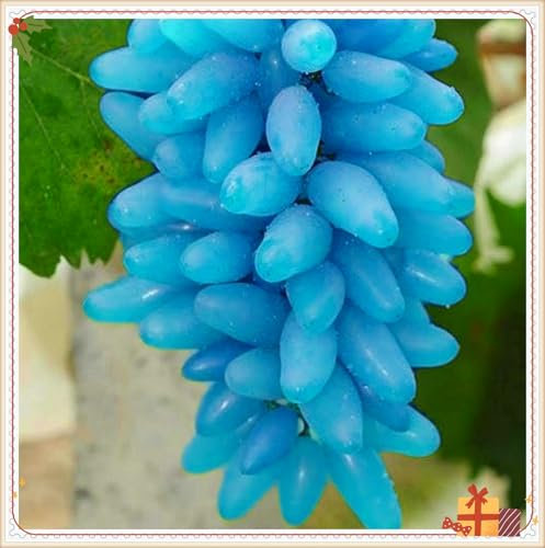 Racines de raisin, spécialistes de la plantation, vigne à doigts rares, idéale pour la plantation d'automne, entretien minimal requis - 2 bulbes-C