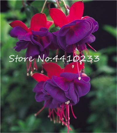 100pcs Fuchsia Flower Seeds for Garden Crimson Red : Seeds Only