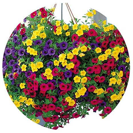 Portal Cool 200Pcs Mixed Colors Hanging Petunia Flower Seeds Balcony Bonsai Calibrachoa Hot
