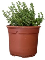 Tomillo en Planta – Hierba Natural con Aroma Intenso y Uso Culinario