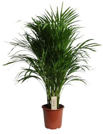 Dypsis Lutescens (Areca) - 90-100cm - Ø21cm - Pianta d'appartamento - Sempreverde