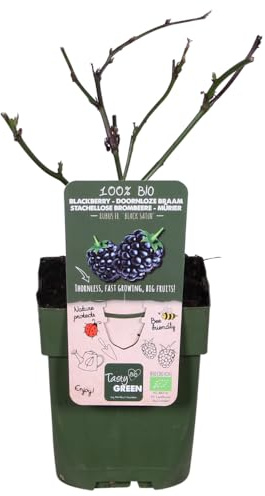 Zarzamora sin Espinas Rubus Fruticosus Black Satin, Jardín, Ø13 cm, 45 cm