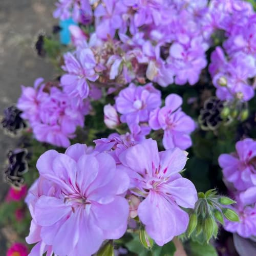 semillas de geranio de para bancales elevados geranios pelargonios colgantes de perennes ornamentales decoración 150pcs