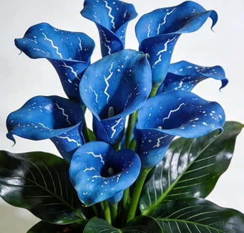 Calla robusti, perenni resistenti, bulbi magici e misteriosi, ideali per giardini soleggiati e laghetti-2 Bulbi-J
