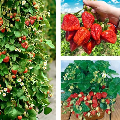 GrunerGarten Erdbeerpflanzen 10 Stück, Erdbeeren zum Auspflanzen Typ ‘Albion’, Pflanzen Mehrjährig und Immertragende, Klettererdbeeren, Pflanze Frigo, Strawberries Seedling