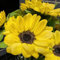 semi di girasole perenni resistenti - decorazione del balcone soggiorno vecchie varietà biologici da giardino fiorito 150pcs