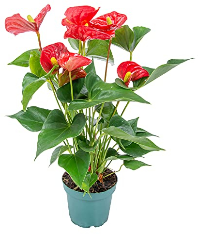 Bloomique - Anthurium - Plante flamant rose - Rouge - Plante d’intérieur - Dépolluante - 30-40 cm de haut - Pot 12 cm
