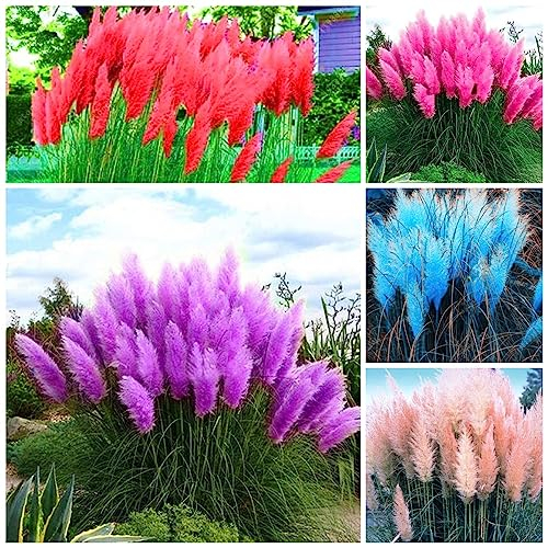 50 pcs pampasgras pflanze samen winterhart - zimmerpflanzen wenig lichtbedarf ziergräser,Cortaderia selloana, hochbeett pflanzen anzucht garten geschenk hochbeet saatgut deko büro