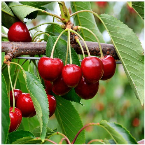 'Sunburst' Cherry Tree 3-4ft, in a 5L Pot,Self-Fertile with Big Dark Cherries Ready to Fruit 3fatpigs®