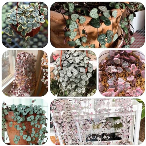 leuchterblume kaufen samen - ceropegia woodii - winterharte pflanzen für garten wohnzimmer deko, hängepflanze hängepflanzen, zaun deko vines pflanzen wand, balkon deko, succulent 150pcs