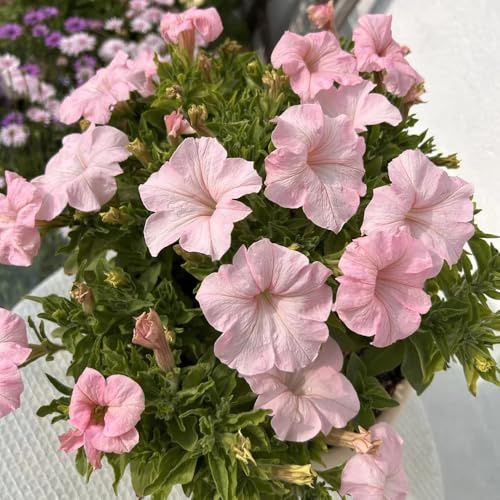semi di petunia - aiuole rialzate giardino pascolo perenni 800pcs
