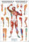 Rüdiger Anatomie Triggerpunkte Arm und Bein (Poster 24cm x 34cm)