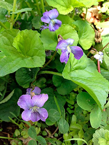 Portal Cool 10 Semi viola mammola Native Wildflower