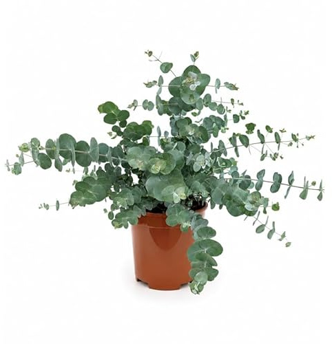 I GIARDINI DI GIULIA - Eucalyptus cineraria gunnii Ø18 cm H.45 cm | Eucalipto Argenteo | Pianta Sempreverde Aromatica da Esterno per Giardino e Terrazzo