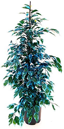 POWERS TO FLOWERS - FICUS BENJAMIN BLU AZZURRO, pianta vera!!!