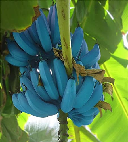 Aamish 60 piezas de semillas de fruta de plátano azul