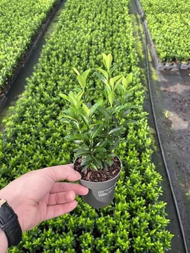 Euonymus Green Spire (9cm)