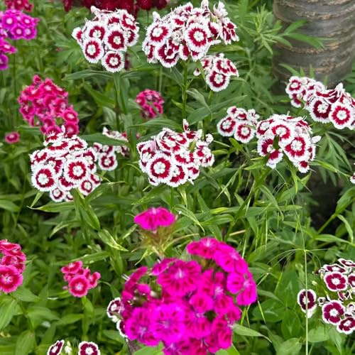 Semi di garofano dolce, Aiuole rialzate il giardino resistenti 150pcs