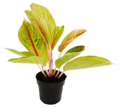 Aglaonema Rose Parakeet Buntblättriger Kolbenfaden 12cm Topf