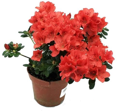 Azalea Natural Arbusto con Flores Ideal para el Jardín