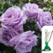 1 x Rosa Blue Moon Hybrid Tea Rose - Award-Winning Fragrant Lilac Blooms, Long-Lasting Garden Rose, Perfect for Borders & Containers - When Only The Best Will Do - Top Grade “A” Roses