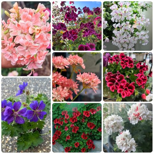 Geranios colgantes - Pelargonium - Decoración de sala de estar con camas elevadas jardín balcón jardín semillas pradera semillas balcón 500semillas