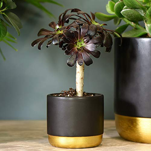 Aeonium Arboreum Houseleek, Tender Succulent Evergreen Indoor House Plant on a Stem, Fleshy Leaves Rosette Foliage, Architectural Plant, 2X 9cm Pot Aeonium Arboreum by Thompson and Morgan (2)