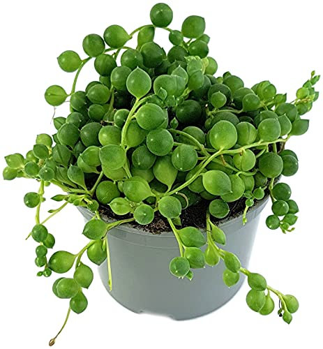 Fangblatt - Senecio rowleyanus - Erbsenpflanze im Ø 9 cm Topf - hängende Zimmerpflanze/Sukkulente - String of Pearls