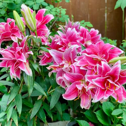 bulbos de lirio perennes resistentes - interior exteriores 4pcs