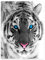Violetpos Dick Decke Weich Wärme Gemütlich Flanell Fleece Sofadecke Deckeldecke Sibirische Tiger Blue Eyes 125 x 200 cm