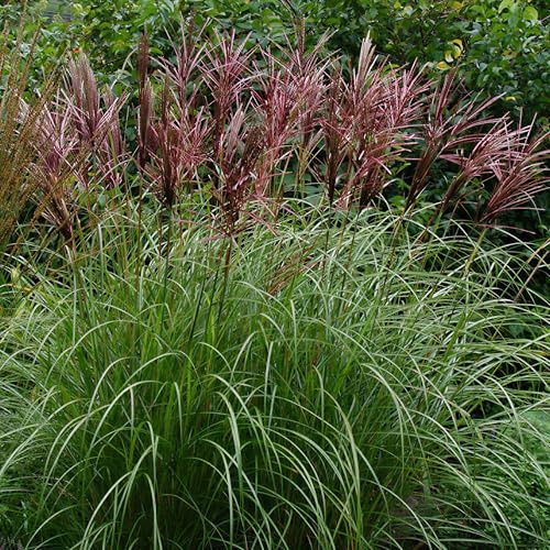 Miscanthus Red Chief - Planta de Hierba Ornamental para Jardín Exterior - Eulalia Lista para Plantar