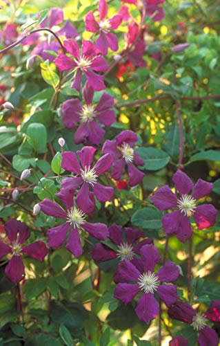 Clématite viticella Etoile Violette
