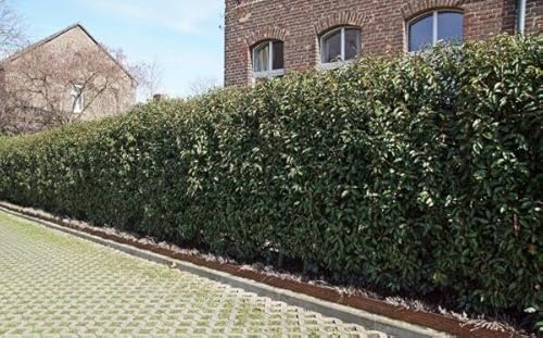 30st. Portugiesischer Kirschlorbeer 80-100cm XXL Buschig Kirschlorbeer Prunus lusitanica 'Angustifolia' immergrüner Lorbeer Gartenhecke Sichtschutzhecke Topfware