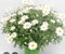 Margherita Terre di Romagna, Pianta in Vaso 12cm, Fiori Bianchi da Giardino altissimo livello camomillla pura. Anche comestibile
