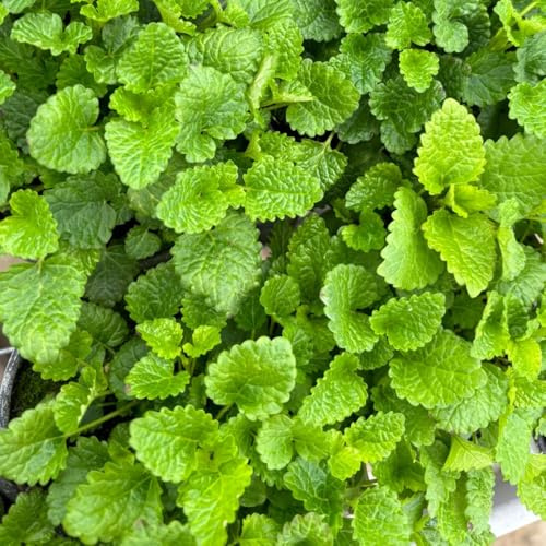 semillas resistentes de melisa - jardín perennes Decoración 100pcs