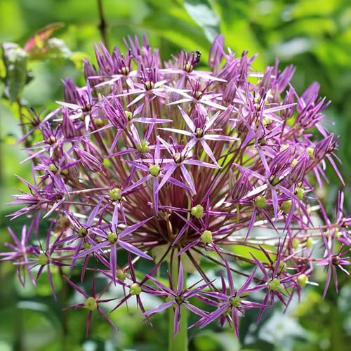 5 bulbes de Allium ‘Cristophii’ | Aulx décoratifs | Circonférence 12/14 cm | Bulbes provenant des meilleurs producteurs néerlandais | Sélection exclusive et contrôle qualité | Floraison garantie.