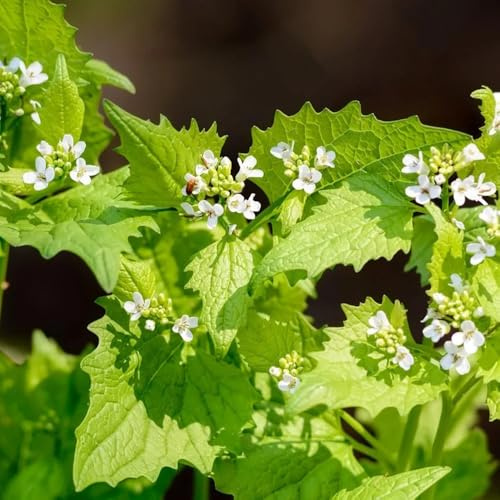 Semillas de mostaza y ajo, semillas de cobertura del suelo resistentes, Alliaria petiolata perennes 100pcs