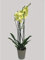 ORQUÍDEA NATURAL PHALAENOPSIS AMARILLA 75CM 2-3 TALLOS M12
