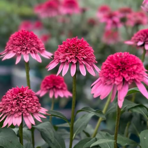 sonnenhut pflanze winterhart samen - sträucher winterhart, pflanzensamen exotisch echinacea samen winterharte stauden mehrjährig, bio samen blumen mehrjährig winterhart, alte sorten 550pcs