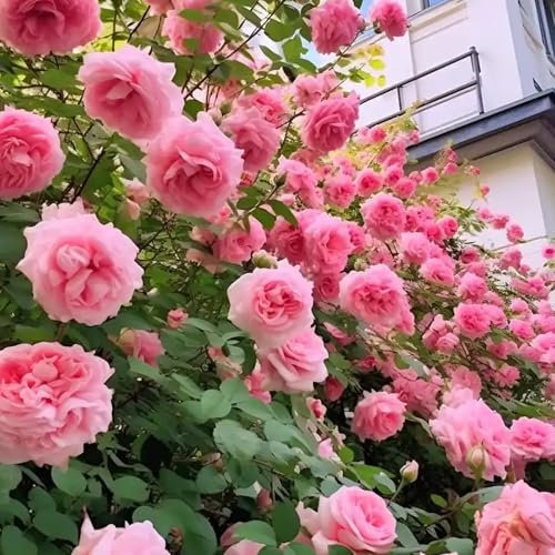 100 Graines de Rosiers Colorés | Haute Taux de Germination | Fleurs Vivaces pour Jardin, Balcon, Terrasse ou Cour