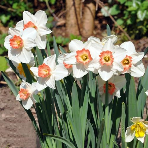 narcisi Bulbi diFiori resistenti all'inverno giardinoFiorito,Fiorida giardino,colorato vaso perpiante,pianteresistenti per il in vaso,meravigliosamente vivaci con da 3Bulbo