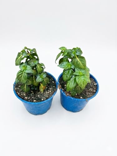 2 Piante di Erba Fungo su vaso cm 14 MODIPITRE