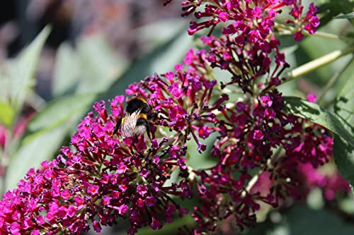 Buddleja Davidii Royal Red (Albero delle Farfalle) vaso 19 cm