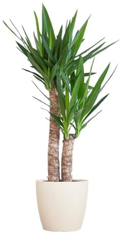 Yucca Elephantipes – jättepalmlilja – inomhusväxt – ca. 90 cm hög – Ø 21 cm – i ytterkruka Viber vit – enkel skötsel och hållbar
