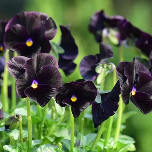 semi biologici di viola del pensiero biologici per aiuola resistenti di viola del pensiero da giardino roccioso resistenti per aiuole rialzate 50pcs