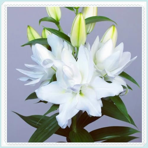 Lilie mit großen, gefüllten Blüten, winterharte, mehrjährige Zwiebelblume, leuchtend bunt, Schnittblume in Vase, aromatische Dekoration für Garten und Innenraum-4 zwiebeln-c